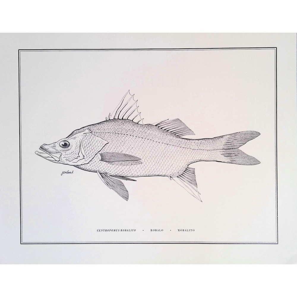 1985 Robalo Snook Fish Wall Art Print J Orellana Vintage Book Plate 11x14